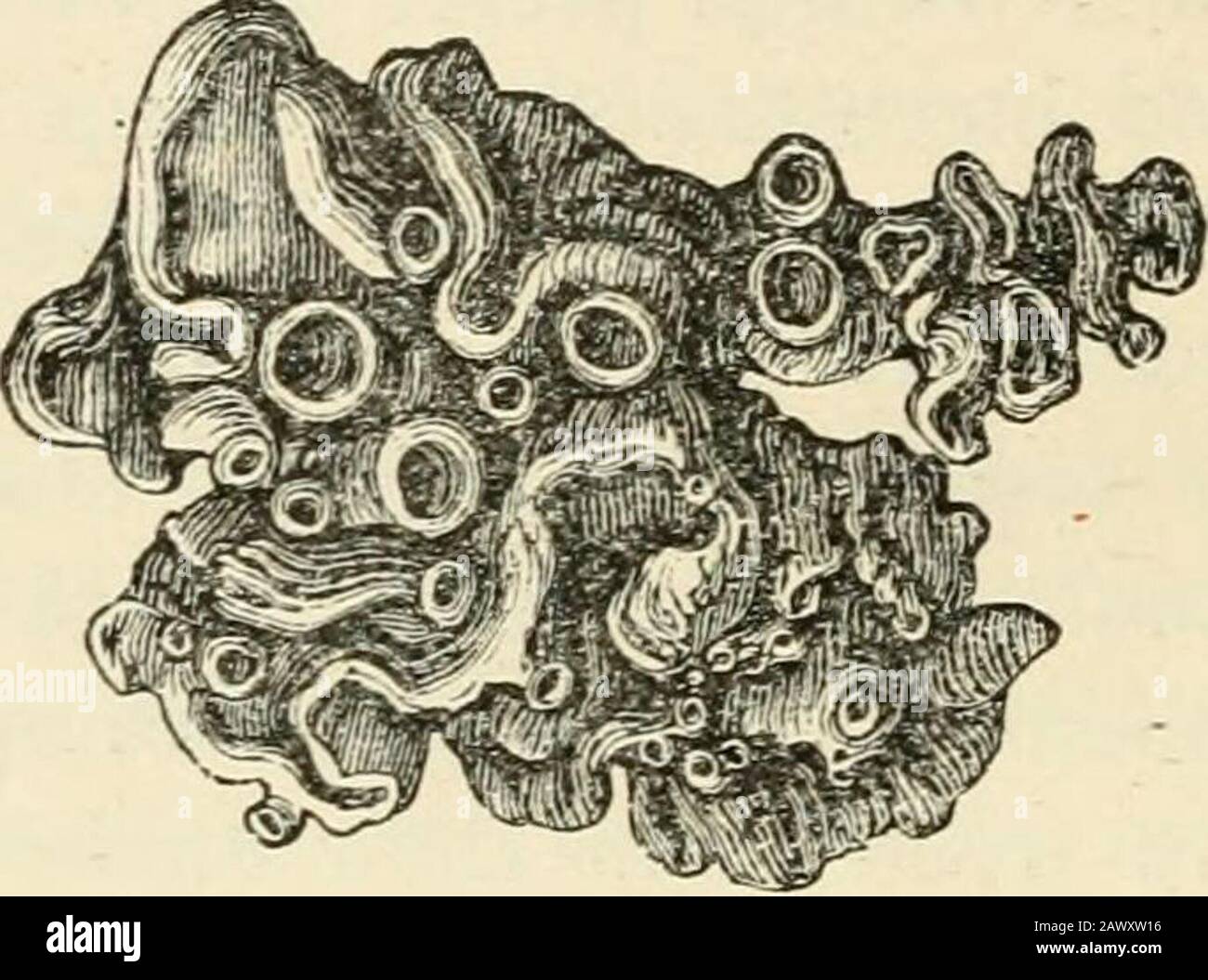 Text-book of botany, morphological and physiological . Fig. 185.—a piece of the foliaceous thallus of PelH-S-era horizontalis; a the apothecia; r the rhizines(natural size).. Fig. 186.—Collema pjilposiaii, a gelatinous Lichen(slightly magnified). forms flake-like expansions often curled, which can be completely detached fromthe ground, stones, moss, bark, &c., which support them, since they are attached to itonly in places by a few organs of attachment, the Rhizines. The foliaceous thallus often Stock Photo