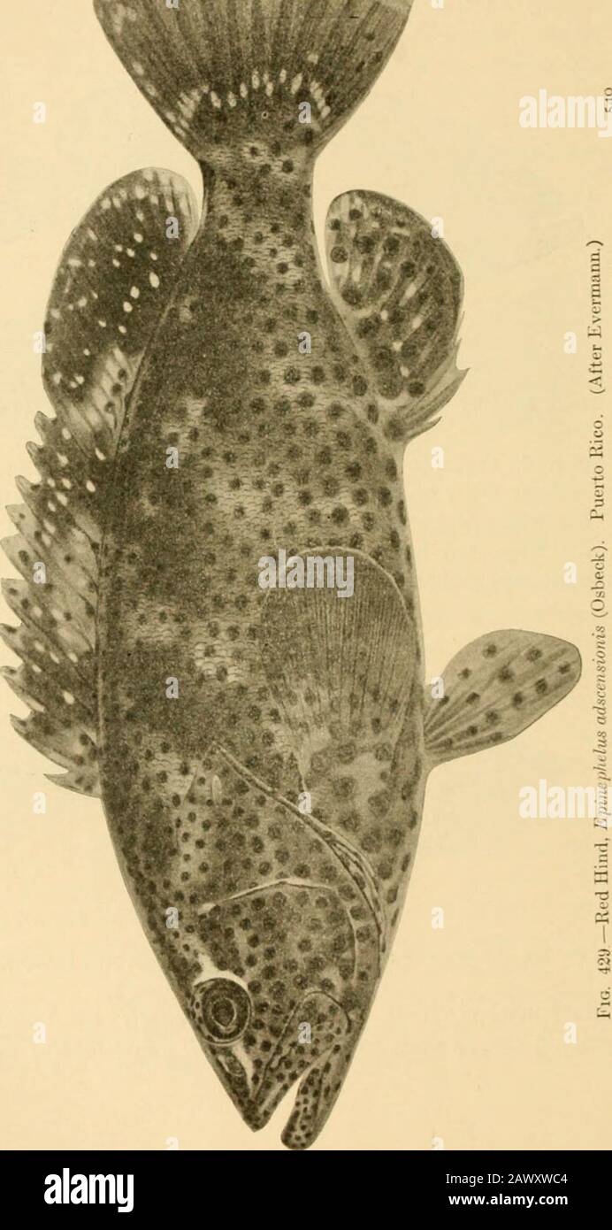Fishes . Fig. mS—Epinephelus mori,, ( uitr & Valenciennes), Red Grouper, or Mero. Family Serranidce the bonaci cardenal. Mycteroperca bonaci; the bonaci ararasells in our markets as black grouper. Mycteroperca microlepis I. The Bass and their Relatives 541 is commonest along our South Atlantic coast, not reachingthe West Indies, and Mycteroperca rubra, which is never red,enters the Mediterranean. Mycteroperca falcata is known inthe markets as scamp, and Mycteroperca venadonim is a giantspecies from the Venados Islands, near Mazatlan. Diploprionbifasciatus is a handsome grouper-like fish with Stock Photo