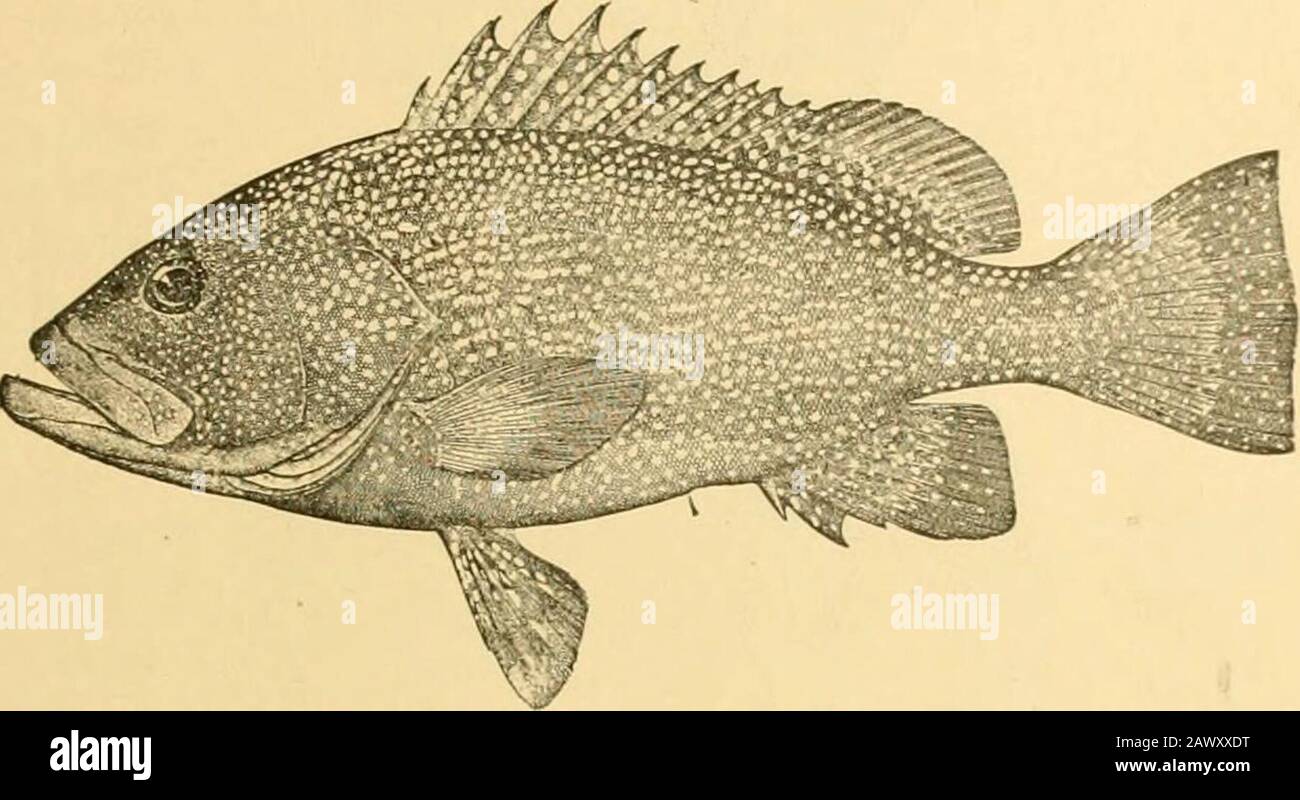 Fishes . g to its color, which varies with the depth. It is red, yellow,or olive, with many round blue spots. Epinephelus adscen-scionis, the rock-liind, is spotted everywhere with orange.Epinephelus guaza is the merou, or giant-bass, of Europe, alarge food-fish of value, rather dull in color. Epinephelus striatusis the Nassau grouper, or Cherna criolla, common in the WestIndies. Epinephelus macidosus is the cabrilla of Cuba. Epi-nephelus drummond-hayi, the speckled hind, umber brown, spottedwith lavender, is one of the handsomest of all the groupers.Epinephelus morio, the red grou]ier, is the Stock Photo