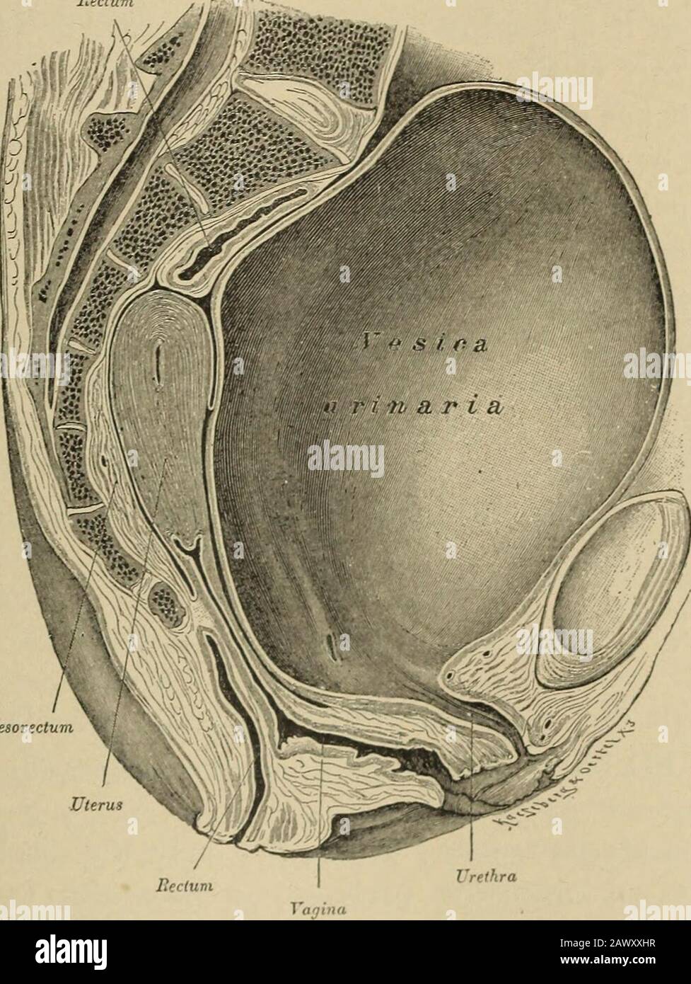 Gynecological diagnosis . a formof prolapse. The lesion that is supposed to be the important one from apathological standpoint gives the name to the displacement, al-though—as before stated—several lesions are involved. Theclassification here used is a practical rather than a theoretical one. In describing the pelvic circulation, Chapter V., page 46, it hasbeen stated that the blood-vessels of the uterus and broad liga-ments are convoluted, valveless, and capable of great distention,depending for their normal tone on absence of constricting; influ- GENERAL CONSIDERATIONS 217 ences in the way o Stock Photo