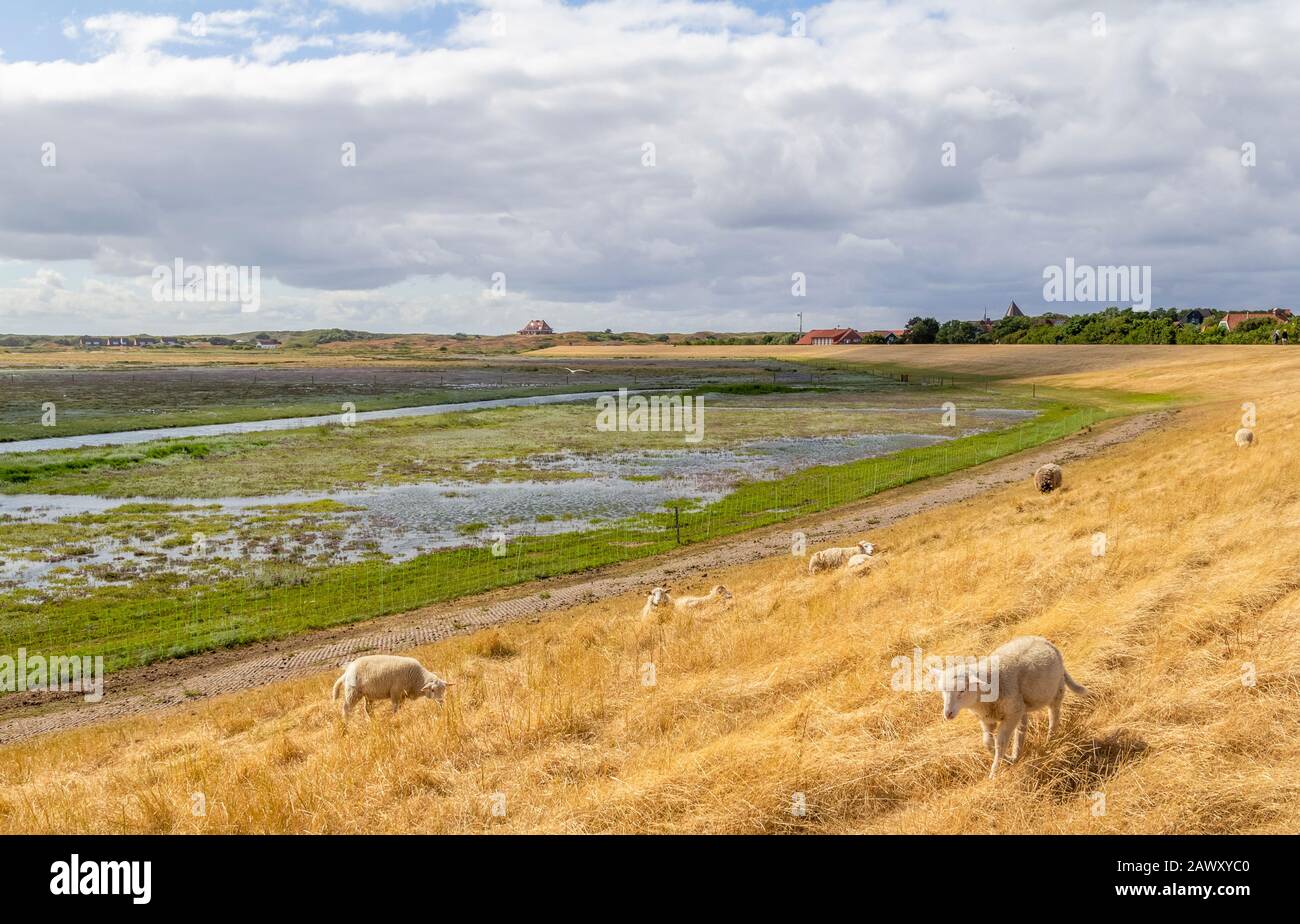 some sheep at a dyke in Spiekeroog, one of the East Frisian Islands at the North Sea coast of Germany Stock Photo