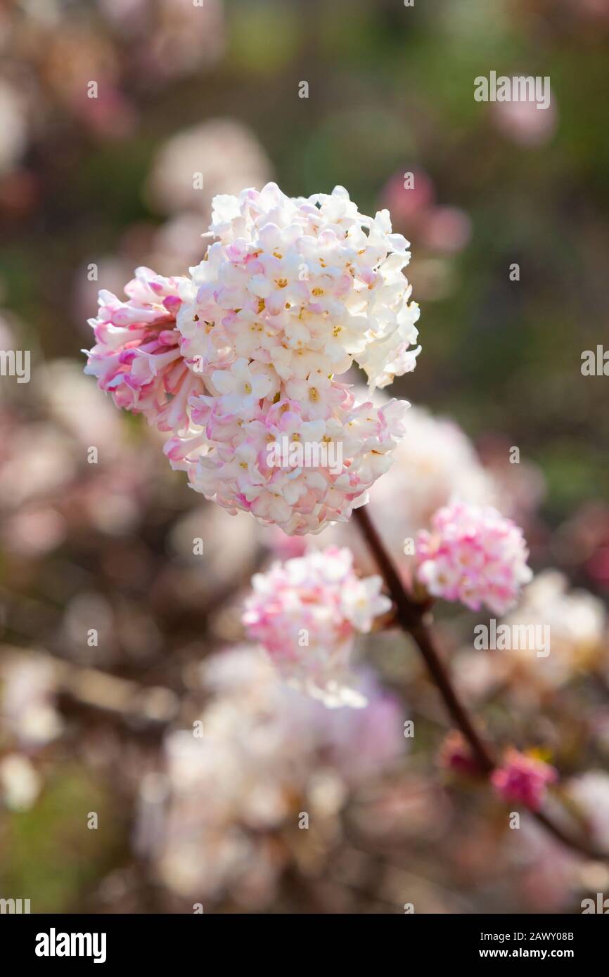Viburnum garden winter hires stock photography and images Alamy