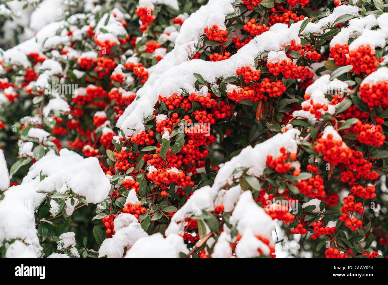 Red berry tree or bushes covered with snow, winter season and frost concept Stock Photo