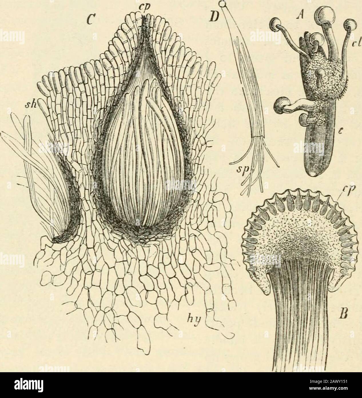 Text-book of botany, morphological and physiological . cup,which is either flat and sessile (Fig. 182) or stalked. The hymenium consists ofparaphyses and asci, in which eight spores are usually formed simultaneously; theparaphyses generally appear earlier, but are finally crowded out by the asci. The sporessometimes possess nuclei, but are sometimes destitute of them (Fig. 182). The Disco-mycetes agree, however, with the Pyrenomycetes — from which they are principallydistinguished by their gymnocarpous receptacles—in the occurrence of spermogonia,pycnidia, and conidia, as forerunners of the as Stock Photo