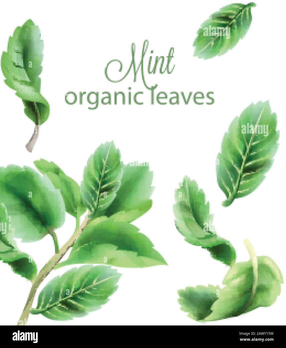 Organic green mint leaves. Watercolor vector Stock Vector Image & Art ...