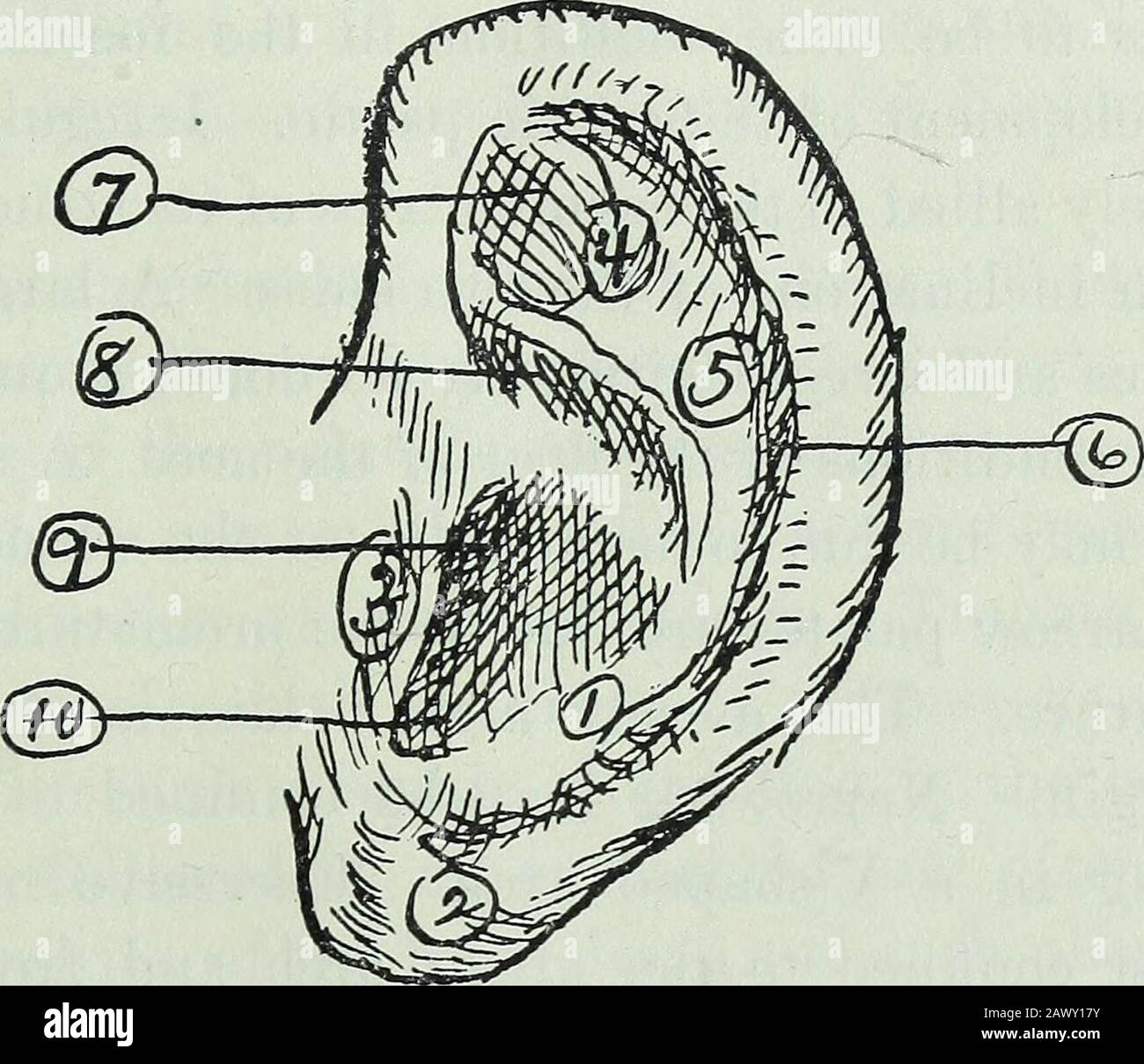 Helix antihelix tragus sales