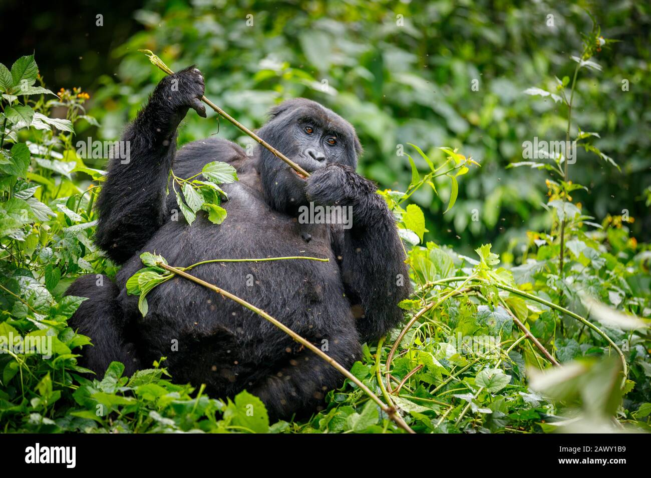 Katwe Group mountain gorilla (Gorilla beringei beringei) sitting in a tree eating leaves in Bwindi Impenetrable Forest, southwestern Uganda Stock Photo