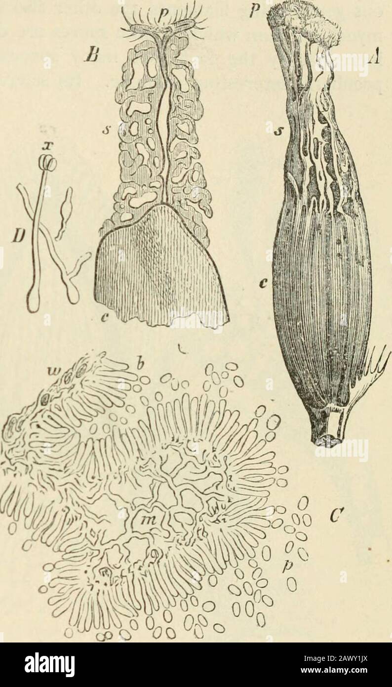 Text-book of botany, morphological and physiological . ththe skin, a nuiTiber of closely packedbranches being formed at definite pointsfrom the medullary hypha*; the bundlebreaks through the skin, and grows upto a receptacle or stroma consisting ofa long stalk and a globular head. Inthe latter a large number of flask-shaped perithecia (Fig. 181, B and C,cp) appear, which do not possess aclearly-defined wall. Each perithecium is filled from the bottom by a number of asci,in each of which several slender thread-shaped spores are produced. These spores swellup in damp situations, and put out germ Stock Photo