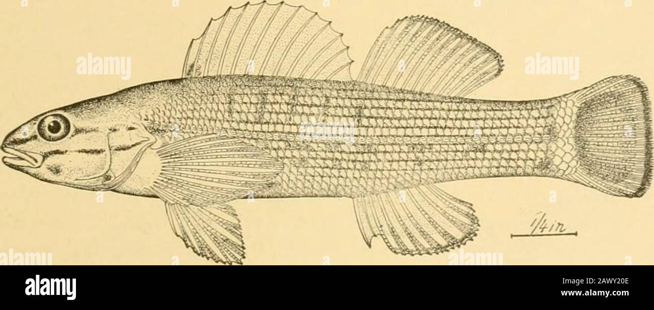 Fishes . Fig. 419.—Etheostoma jordani Gilbert. Chestnut Creek, Verbena, Ala. are figured by Jordan and Evermann ( Fishes of North andMiddle America, Vol. I). Most beautiful of all fresh-water fishes is the blue-breasteddarter, Etheostoma camurum, red-blue and olive, with red spots,. Fig. 420.—Blue-breasted Darter, Etheostoma camurum (Cope),the most brilliantlycolored of American river fishes. Cumberland Gap, Term. like a trout. This species lives in clear streams of the Ohiovalle}^ a region perhaps to be regarded as the center of abun-dance of these fishes. Very similar is the trout-spotted da Stock Photo