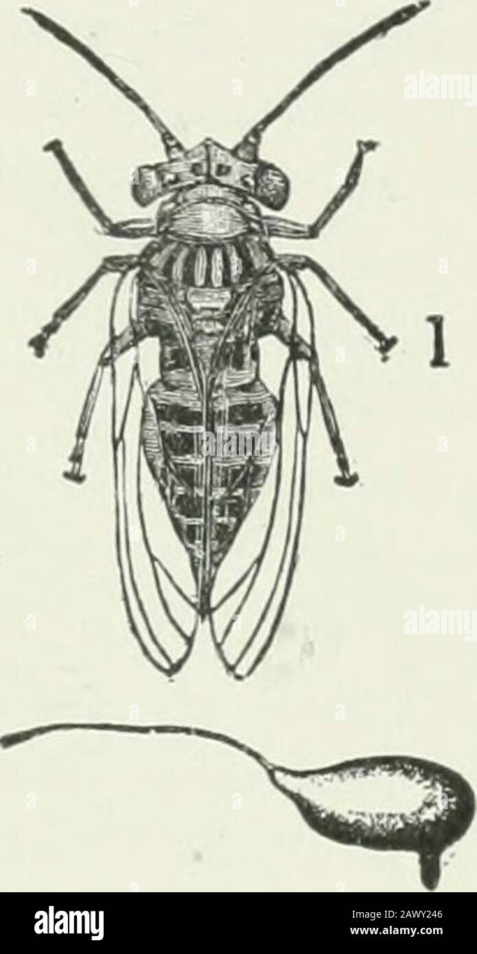 Economic entomology for the farmer and fruit-grower : and for use as a text-book in agricultural schools and colleges . The pear-psylla—a, pupa from under side, showing the thread-like piercing lancets;to the right, a winged adult and stalked egg. cicada. They all belong to the family Psyllidce, some species ofwhich are exceedingly troublesome,—^.^., the pear-psylla,Psylla pyricola. This infests pear-trees in the more northernparts of the country, extending south to Maryland, thoughsouth of New York State it occurs in isolated patches only. Itdoes its injury, first, by sucking the juices of th Stock Photo