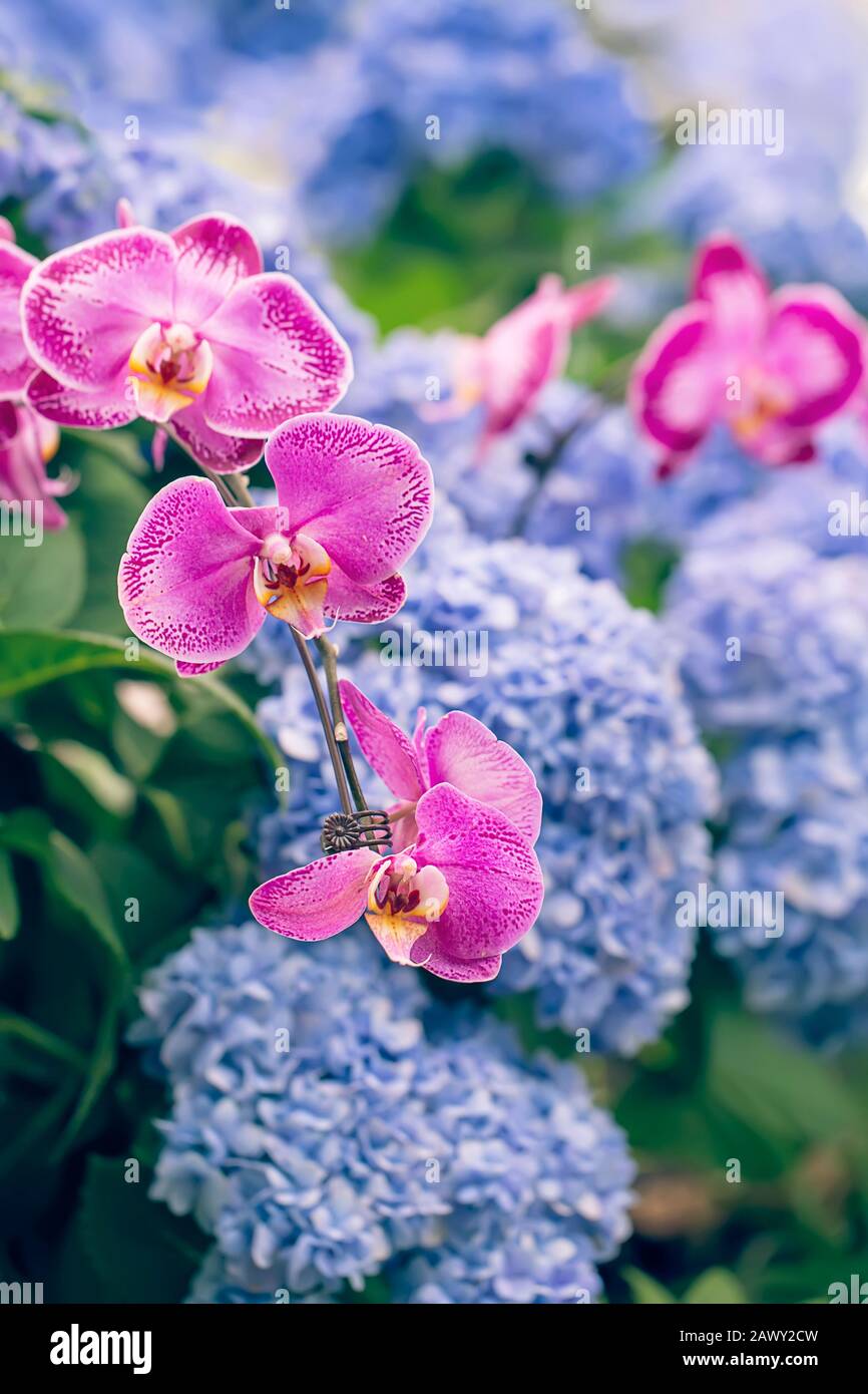 Colorful pink orchids and blue Hortensia or Hydrangea macrophylla flower in  garden, natural light, vertical composition Stock Photo - Alamy