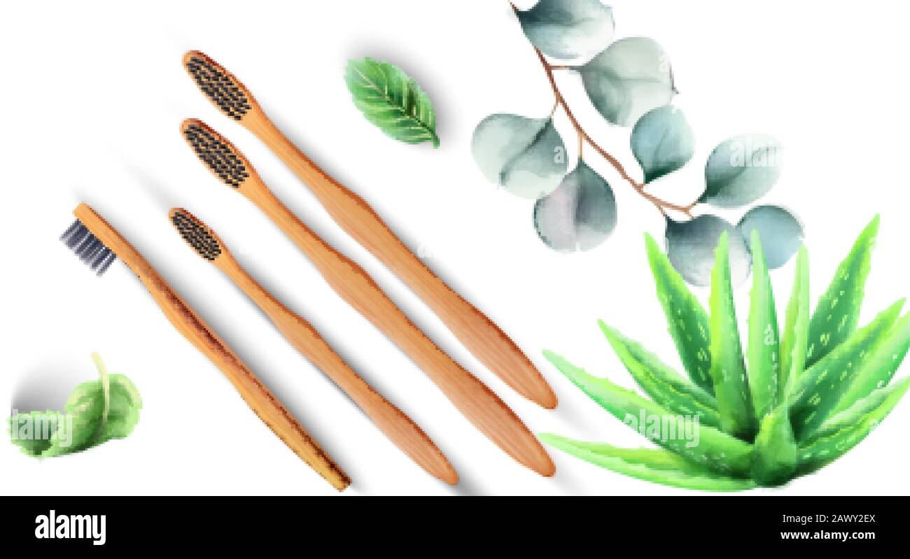 Bamboo toothbrushes with aloe vera plants and green leaves. Ecology products vector Stock Vector
