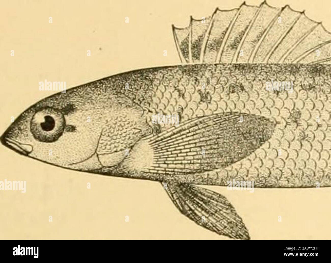Fishes . Fia. 418—Sand-darter, Ammocrypta clara (Jordan & Meek). Des Moines River. method of protection, and in the related Ammocrypta bcani ofthe streams of the Louisiana pine-woods, the body is almostnaked, as also in loa vitrea, the glassy darter of the pine-woodsof North Carolina. In the other darters the body is more compressed, the move-ments less activ^e, the coloration even more brilliant in themales, which are far more showy than their dull olivaceousmates. To Etheostoma nearly half of the species belong, and they Percoidea, or Perch-like Fishes 529 lorm indeed a royal series of littl Stock Photo