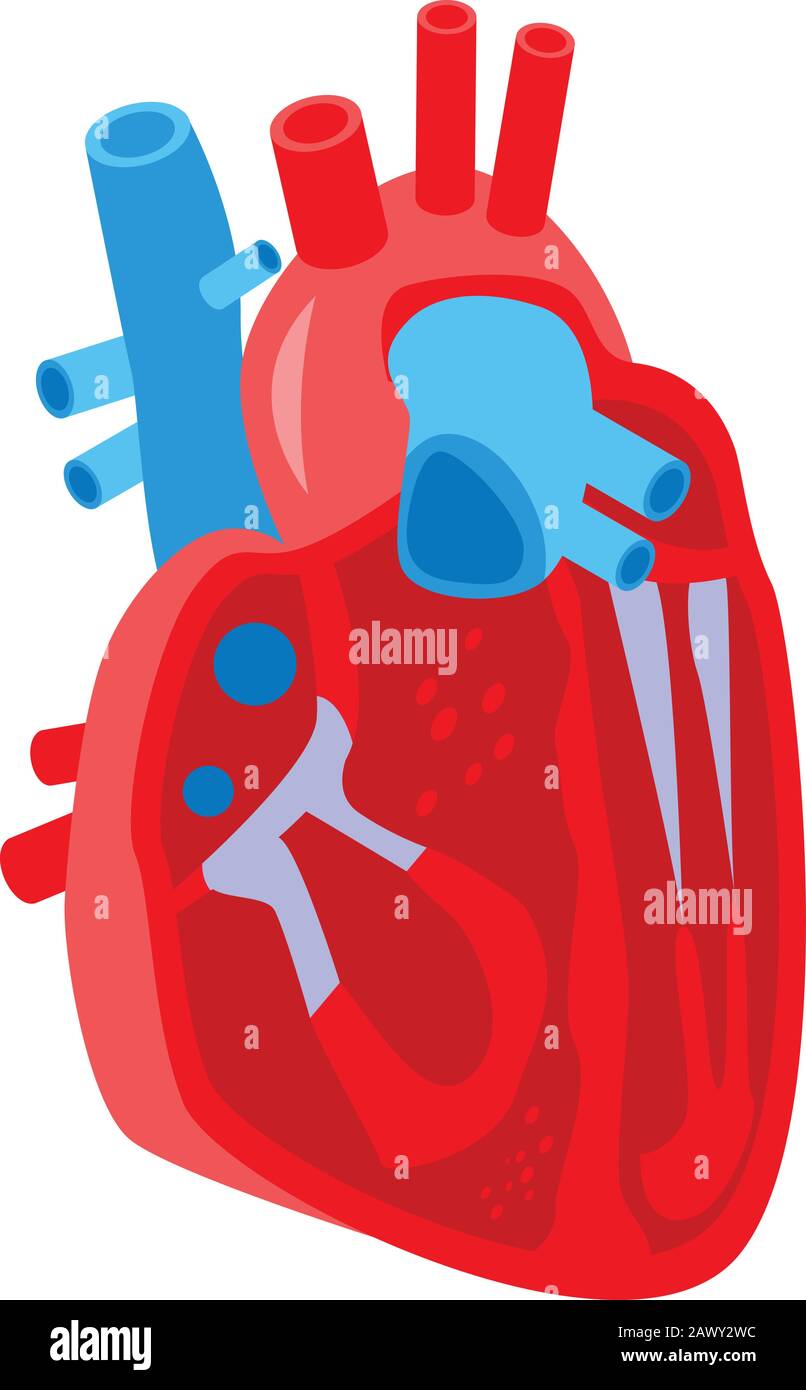 Section human heart icon, isometric style Stock Vector Image & Art - Alamy