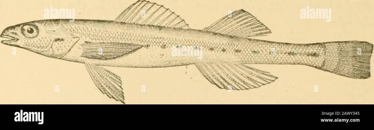 Shipley Nathaniel Ward mindre Fishes . Fio. 417.—Crystal Darter, Crystallaria aspreUa (Jordan). Wabash  River. banks of the Mississippi. Still more transparent is the smallsand- darter, Ammocrypta pellucida, which lives in the clearestof waters,  concealing itself by plunging