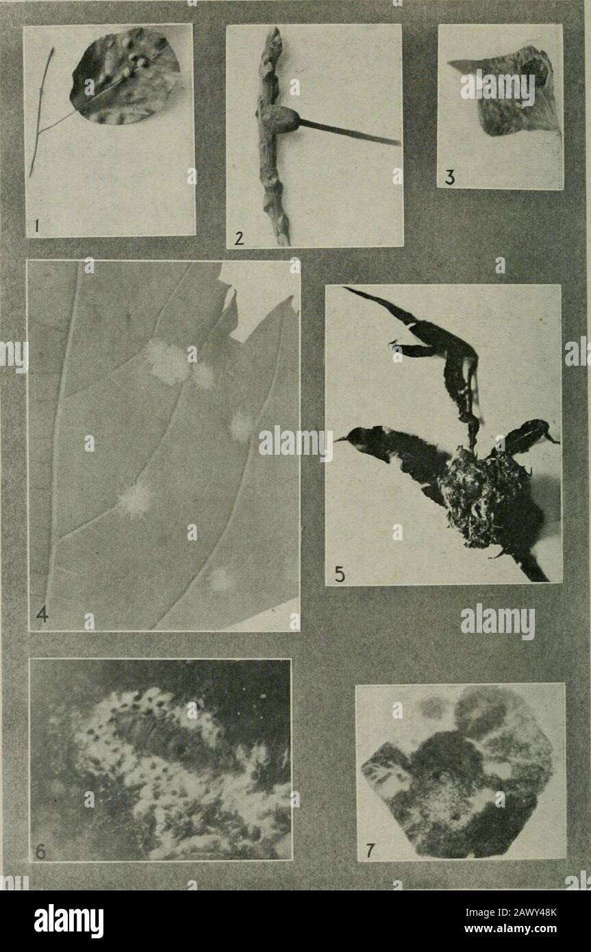 Ontario Sessional Papers, 1908, No.13-19 . Plate C. Andricus punctatus, Bass.Biorhiza forticornis. Walsh.Andricus clavula, Bass.Cynips strobDana, O S. Andricus papillatus. O.S.Andricus topiarius, Ashm.Eucosma scudderiana, Clem.Pemphigus ulmi-fuscus.. Plate D. 1. Eriophyes sp., Amelanchier Canadensis. 2. Eriophyes sp., Jnglans nigra. 3. Eriophyes sp., Populus italica. 4. ErJophyessp., Vitis cordifolia. Eriophyes sp., Salix fragilis. Young Oyster-shell scales parasitized by a fungus.Curtis scale parasitized by a fungus. 1907 ENTOMOLOGICAL SOCIKTV. 65 Parasites : (1) A fungus disease (Cordyceps c Stock Photo