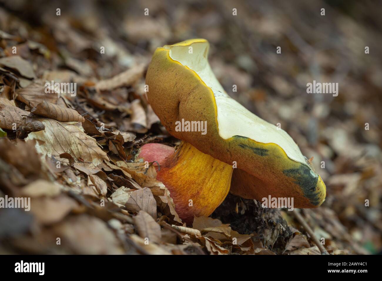 The poisonous fungus Rubroboletus satanas grows in the forests of Central Europe. Stock Photo