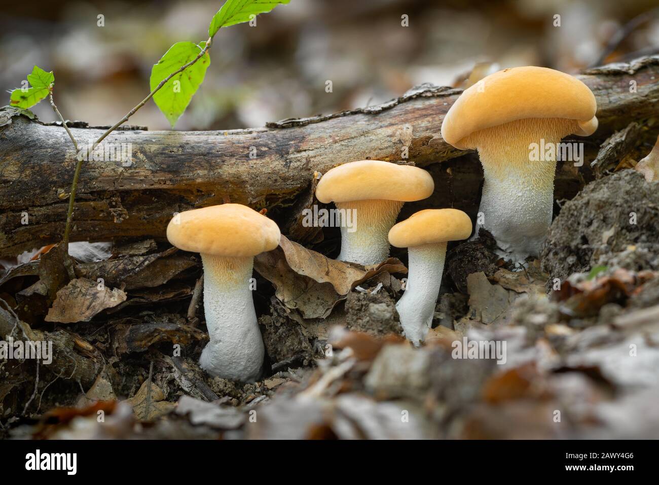 Excellent edible mushrooms of yellow color, which is a decoration of the forest Stock Photo