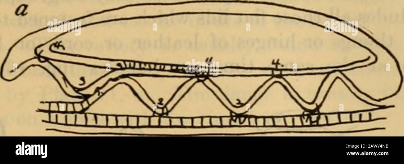 Annual report of the Bureau of American Ethnology to the Secretary of the Smithsonian Institution . r especially; 7i is a prevalent style but is of twodifferent kinds, loose and tight. When tight, the coils are in suchclose contact that no spaces can be detected between them; i isoccasionally seen, both loose and tight. A straight coil i-unningbetween the loops as in i is sometimes used with style h in the sameway, and again a flat piece such as a ribbon of bark takes the placeof this coil. Now and then bands of silk, braids of dyed or naturalbark or horsehair, and formerly strips of beaded sk Stock Photo