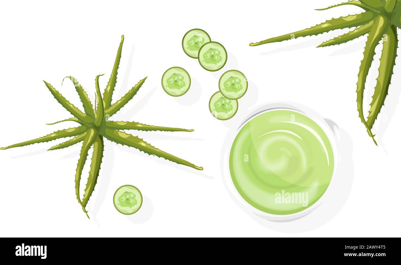 Aloe plant and cucumber slices. Green cream for body. White background. Natural herbal cosmetic Vector Stock Vector