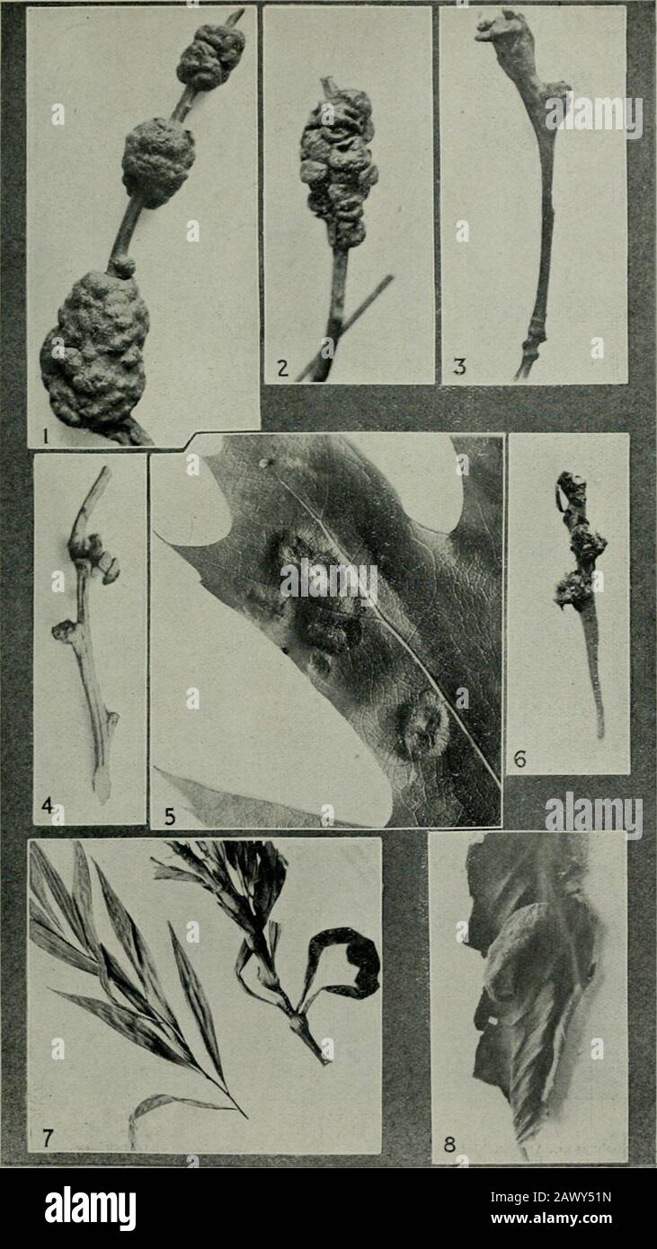 Ontario Sessional Papers, 1908, No.13-19 . 1. Rlioditessp. on Blackberry. 2. Diastrophus turgidus, Bass. 3. RhoditesmuUispinosus, Gill. Plate B. 4. Andricus futilis, O.S. 5. Diastrophus potentlllte, Bass. 6. Neuroterus umbilicatus, Bass.. Plate C. Andricus punctatus, Bass.Biorhiza forticornis. Walsh.Andricus clavula, Bass.Cynips strobDana, O S. Andricus papillatus. O.S.Andricus topiarius, Ashm.Eucosma scudderiana, Clem.Pemphigus ulmi-fuscus. Stock Photo