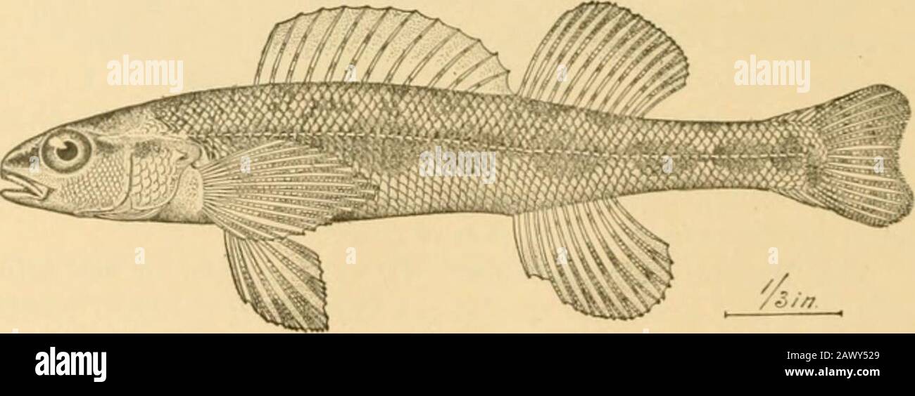 Fishes . Fig. 413.—Log-perch, Percina caprodes (Rafinesque). Licking Co., Ohio. large and small. In this widely distributed species, largeenough to take the hook, the air-bladder is present althoughsmall. In the smaller species it vanishes by degrees, and inproportion as in their habits they cling to the bottom of thestream. The genus Hadropteriis includes many handsome species,most of them with a black lateral band widened at intervals.. Fig. 414.—^Black-sided Darter, Hadropteriis aspro (Cope & Jordan).Chickaiiiaiiga River. The black-sided darter, Hadropteriis aspro, is the best-knownspecies Stock Photo