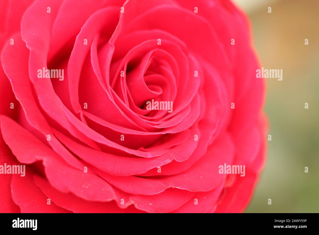 Photo of a red rose hi-res stock photography and images - Alamy