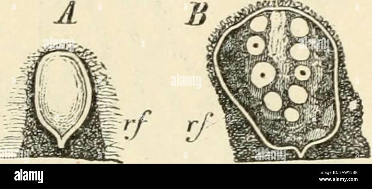 Text-book of botany, morphological and physiological . mains colourless (Fig. 175, ^); its apex increases in breadth, the hairs separatefrom one another, and the outer peridium ceases to exist at the apex (Fig. 176, ap).In the meantime the differentiation of the tissue commences in the interior of theFungus, ^^hich is at first formed of densely-woven much-branched hyphae, enclosingamongst them a considerable quantity of air which gives the whole a white appear-ance. Certain portions of the air-containing tissue become mucilaginous and freedfrom air; between the threads is formed in some places Stock Photo