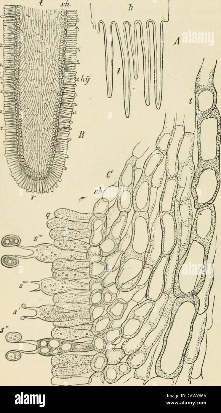 Text-book of botany, morphological and physiological . he growth of par-ticular masses of tissue, or the simplebursting of the outer layer (thePeridium). The nature of theseprocesses, which are extremely vari-ous in their external appearance,may be understood from two ex-amples. The first example, Cruci-bulum imlgare  is selected from thebeautiful Nidularieae-. The my-celium forms a small white crust of branched hyphae, which creep over the surface ofwood. In the middle of the crust the filaments are interwoven into a roundish body, therudiment of the receptacle ; this grows by the intercalat Stock Photo