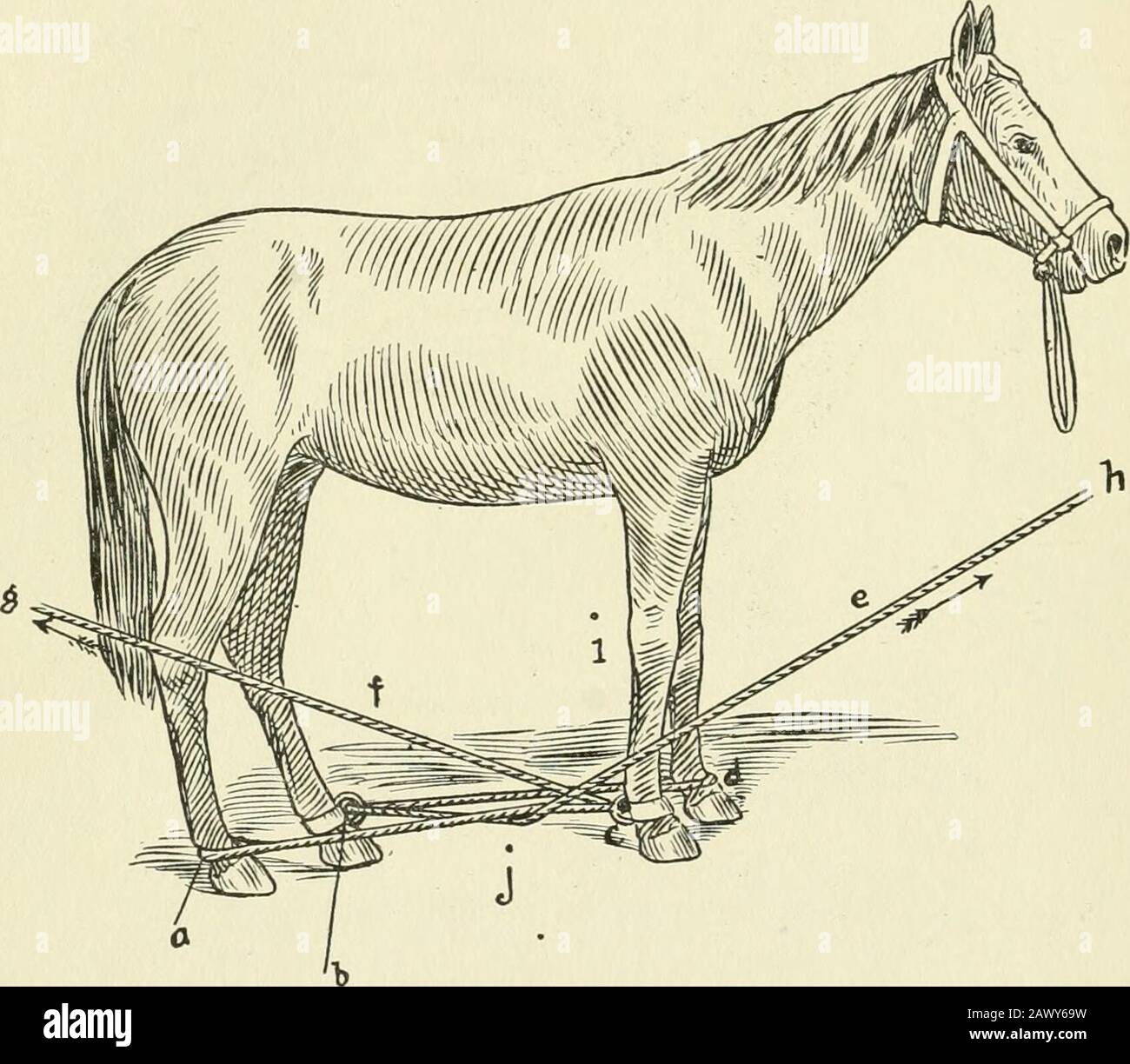 Restraint of domestic animals; a book for the use of students and