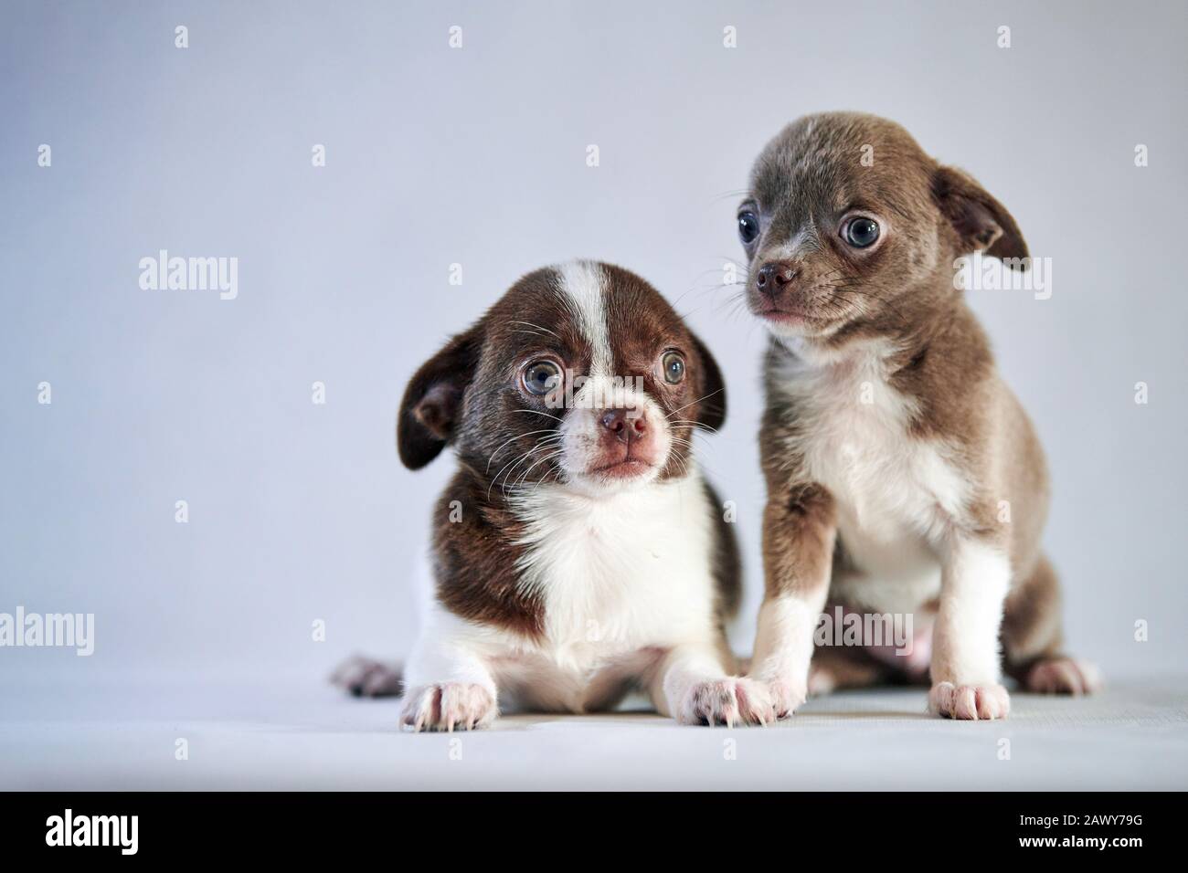 Short Haired Chihuahua Dog Stock Photos Short Haired Chihuahua