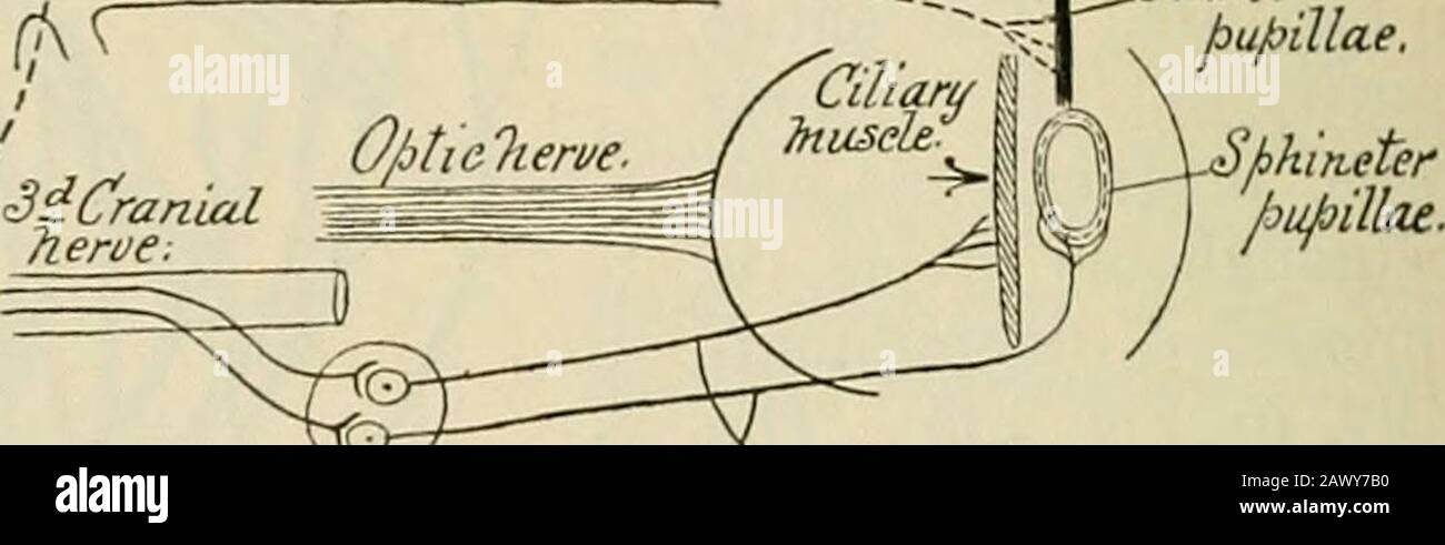 A text-book of physiology, for medical students and physicians . cord to terminate in the lower cervical region. From this pointthe path is continued by spinal neurons which leave the cord in theeighth cervical and the first and second thoracic spinal nerves andpass by way of the corresponding rami communicantes into thesympathetic chain at the level of the first thoracic ganglion. Fromthis point the fibers pass upward in the cervical sympathetic with-out terminating until they reach the superior cervical ganglion nearthe base of the skull. From this ganglion the path is continuedby sympatheti Stock Photo