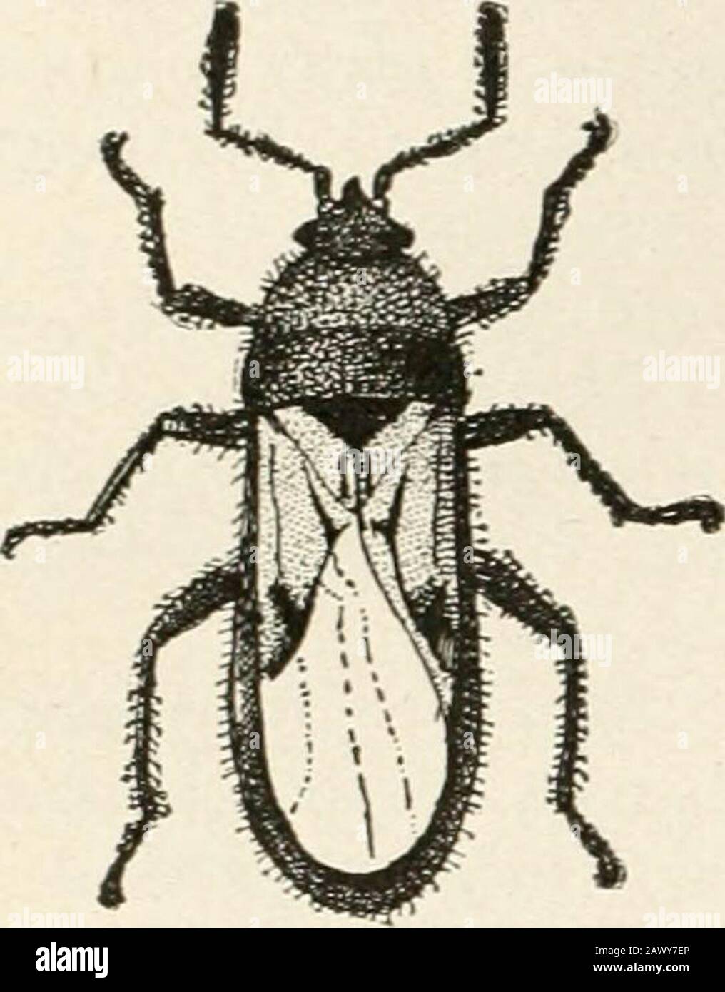 Bull beetle hi-res stock photography and images - Alamy