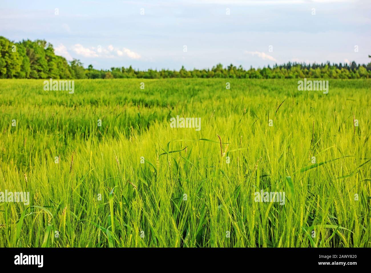 green wheat field and cloudy sky Stock Photo