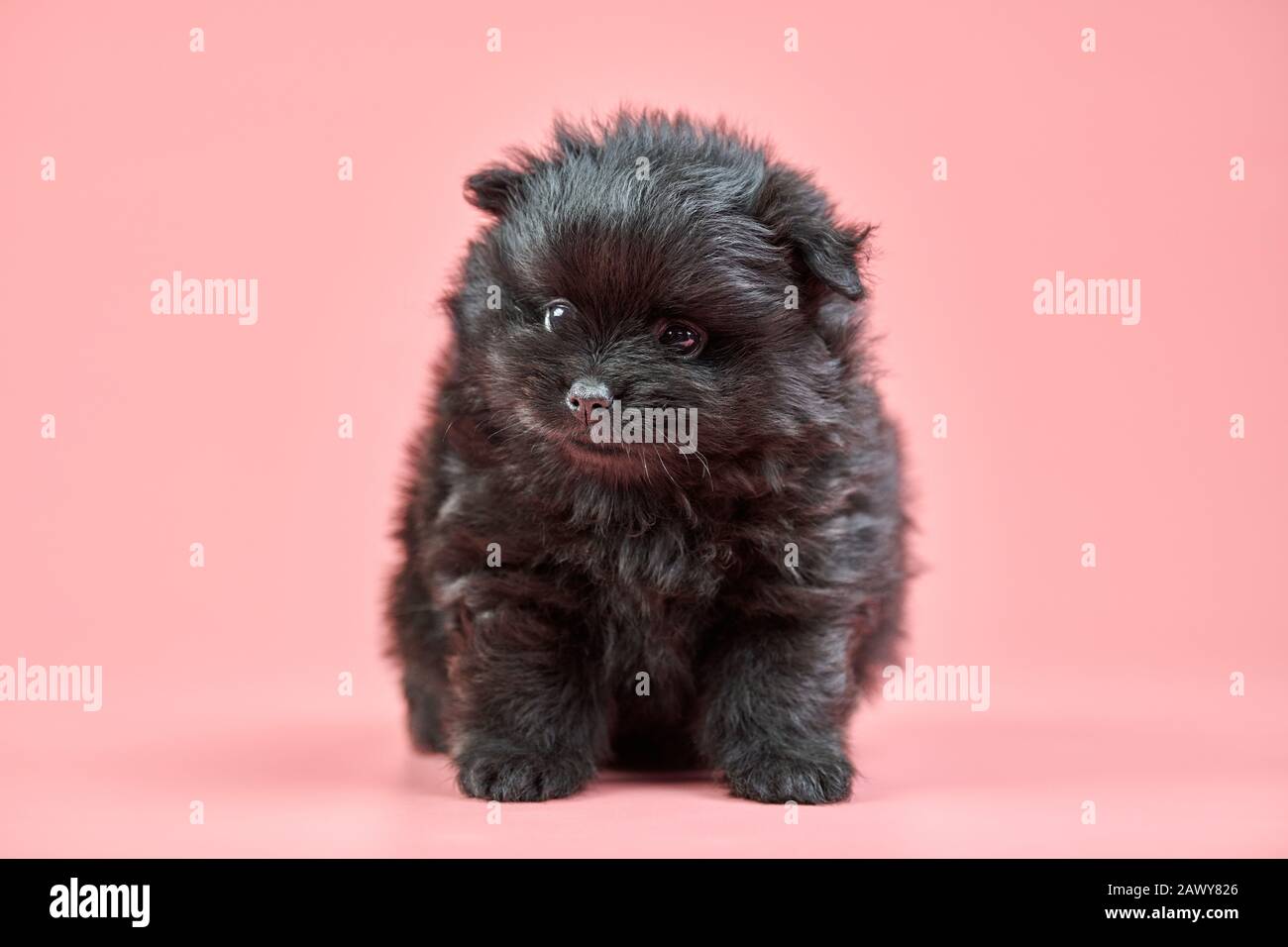 Pomeranian Spitz puppy. Cute fluffy black Spitz dog on pink background. Family-friendly tiny Dwarf-Spitz pom dog. Stock Photo