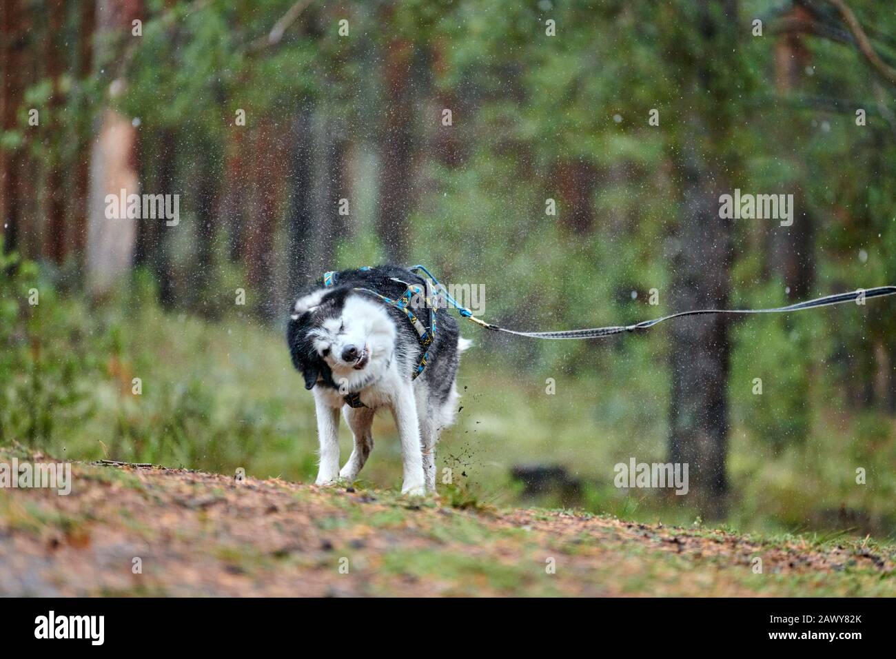 Husky dog wet shaking. Funny pet shaking after rain weather. Sled dog