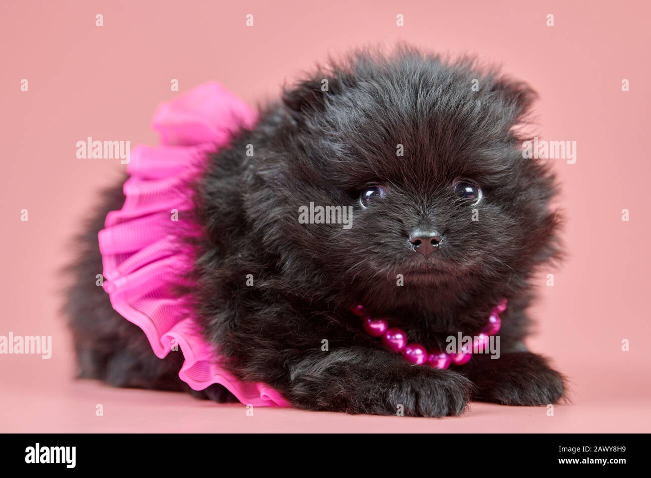 Fluffy black best sale pomeranian