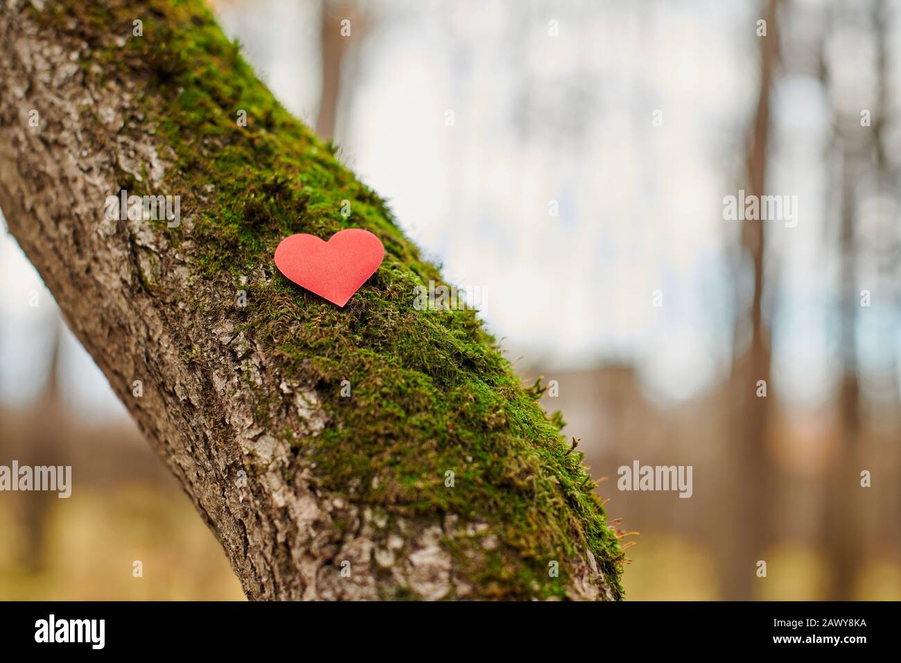Heart on tree. Save forest and nature. Environment protection symbol, copy space. Deforestation or arboriculture tree love concept. Stock Photo