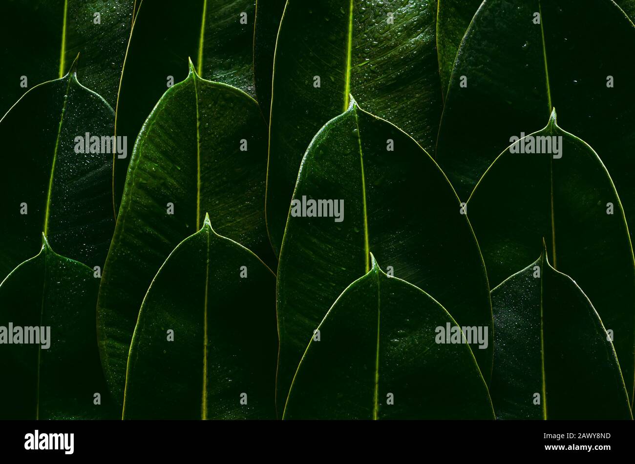 Fresh green Rubber tree leaves for background photo concept Stock Photo