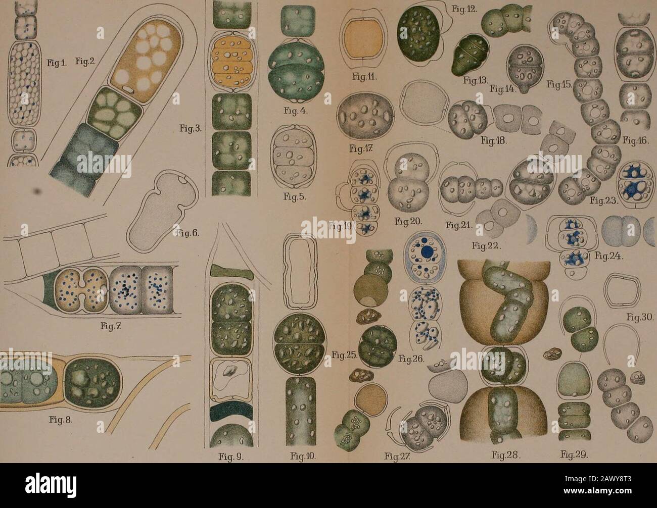 Sitzungsberichte . antel, Nat. Pflanzenfam. I, la). 14. Kohl, J.: Über die Organisation und Plrysiologie der C3^anophyceenzelle und die mitotische Teilung ihres Kernes, Jena 1903. 15. Lemmermann, E.: Schizophyceae (Kryptogamenflora der Mark Brandenburg, 3, I, Leipzig 1910). 16. Lotsy, J. P.: Vorträge über botanische Stammesgeschichte I. Jena 1907. 17. Molisch, H.: Die Krystallisation und der Nachweis des Xanthophylls (Karotins) im Blatte (Ber. d. deutsch, bot. Ges., 1896). 18. Palla, E.: Beitrag zur Kenntnis des Baues des Cyanoprryceenprotoplasts (Jahrb. f. wiss. Bot., 1893). 19. Pringsheim, N Stock Photo