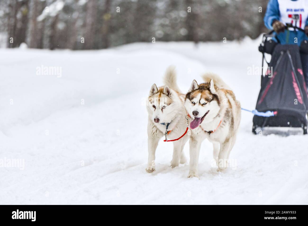husky harness pulling sled