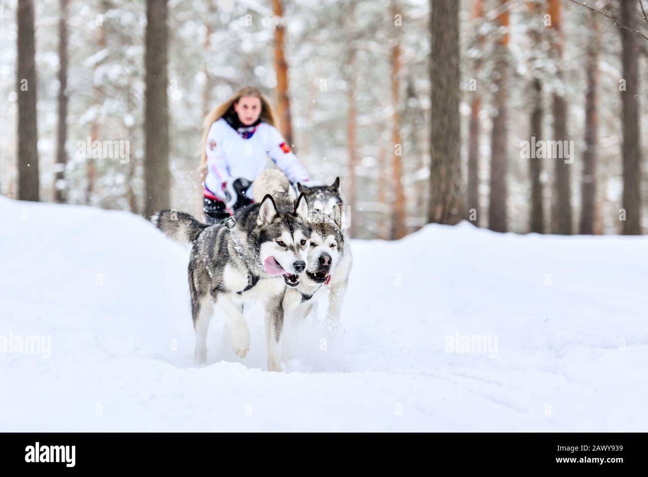 Sled dog racing. Husky sled dogs pull a sled with dog musher. Winter ...