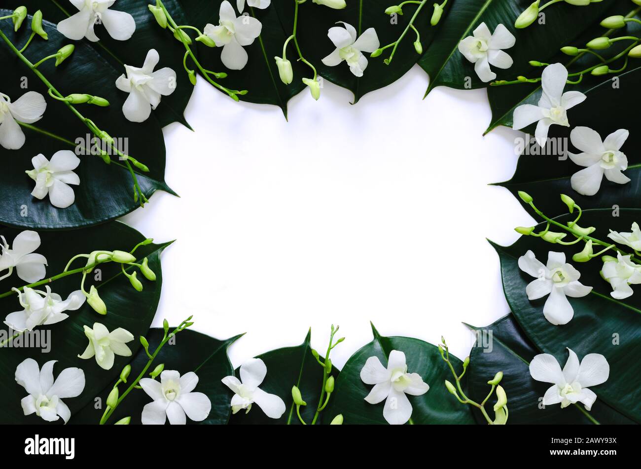 White orchid flowers put with rubber tree leaves on white background for spring blossom photo concept. Stock Photo