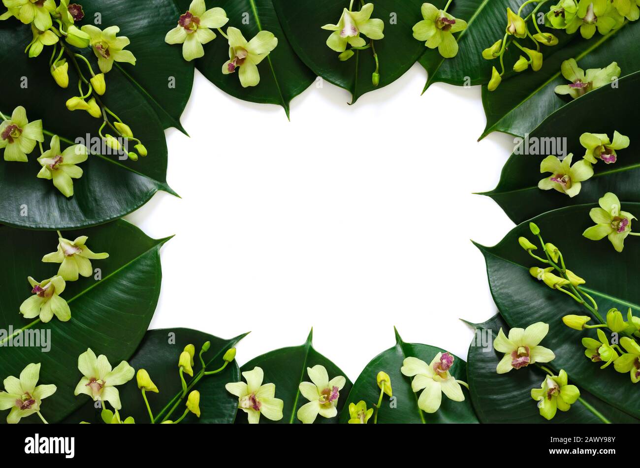 Green orchid flowers put with rubber tree leaves on white background for spring blossom photo concept. Stock Photo
