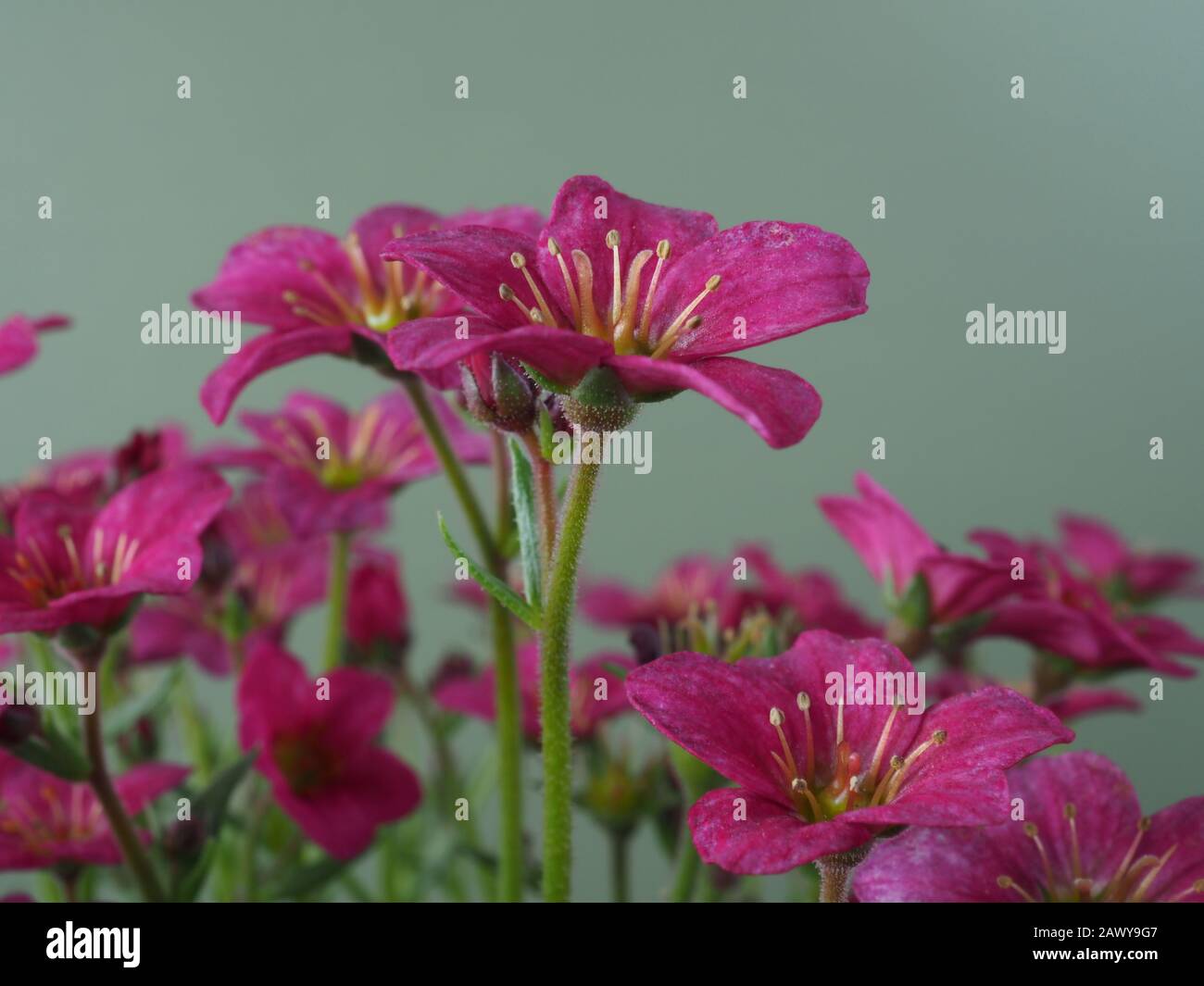 Closeup of pretty little Saxifrage flowers, variety Alpino Pink Early, against a plain background Stock Photo