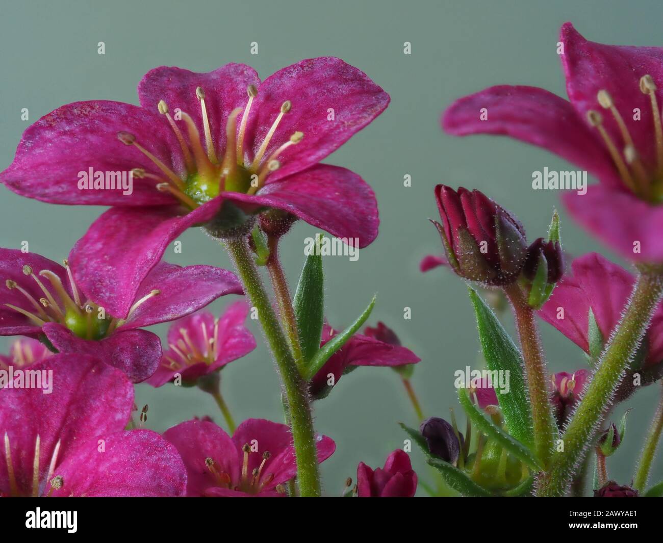 Macro of pretty little Saxifrage flowers, variety Alpino Pink Early, against a plain background Stock Photo