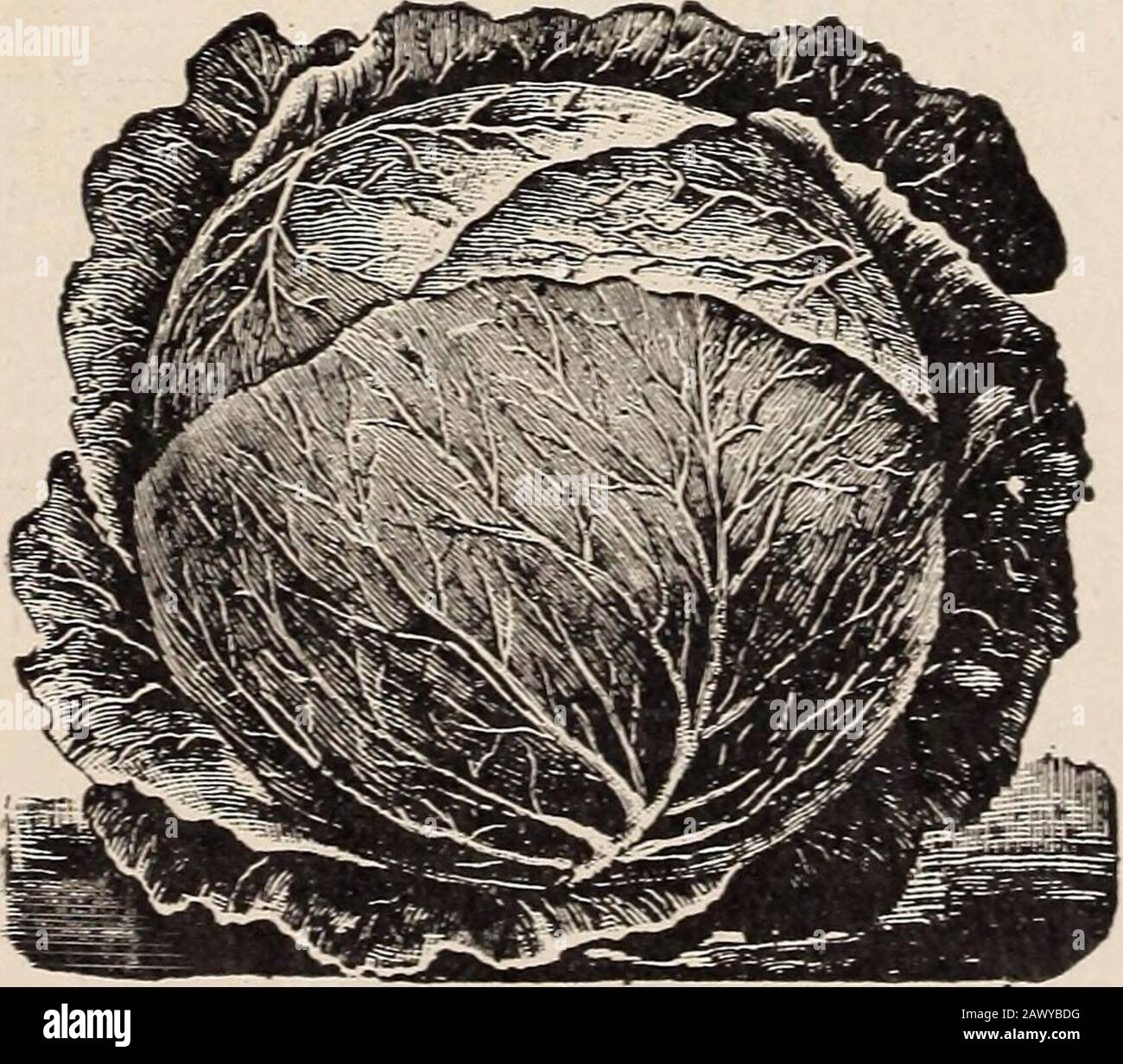 Just a few cabbage leaves . cabbage, suitablefor home gardens only where extra earliness is desired.It is too small to grow profitably. CHARLESTON WAKEFIELD. The Charleston or Large Wakefield belongs to thesame general class as our Long Island Wakefield de-scribed on page 10, but it is not as closely bred as theLong Island. The Charleston is at least two weeks laterthan the Jersey Wakefield, has conical heads, weighsabout a pound more but always shows great irregularityin form. The Charleston was an improvement whenfirst introduced, but is being superseded by betterstrains. LARGE EARLY YORK. T Stock Photo