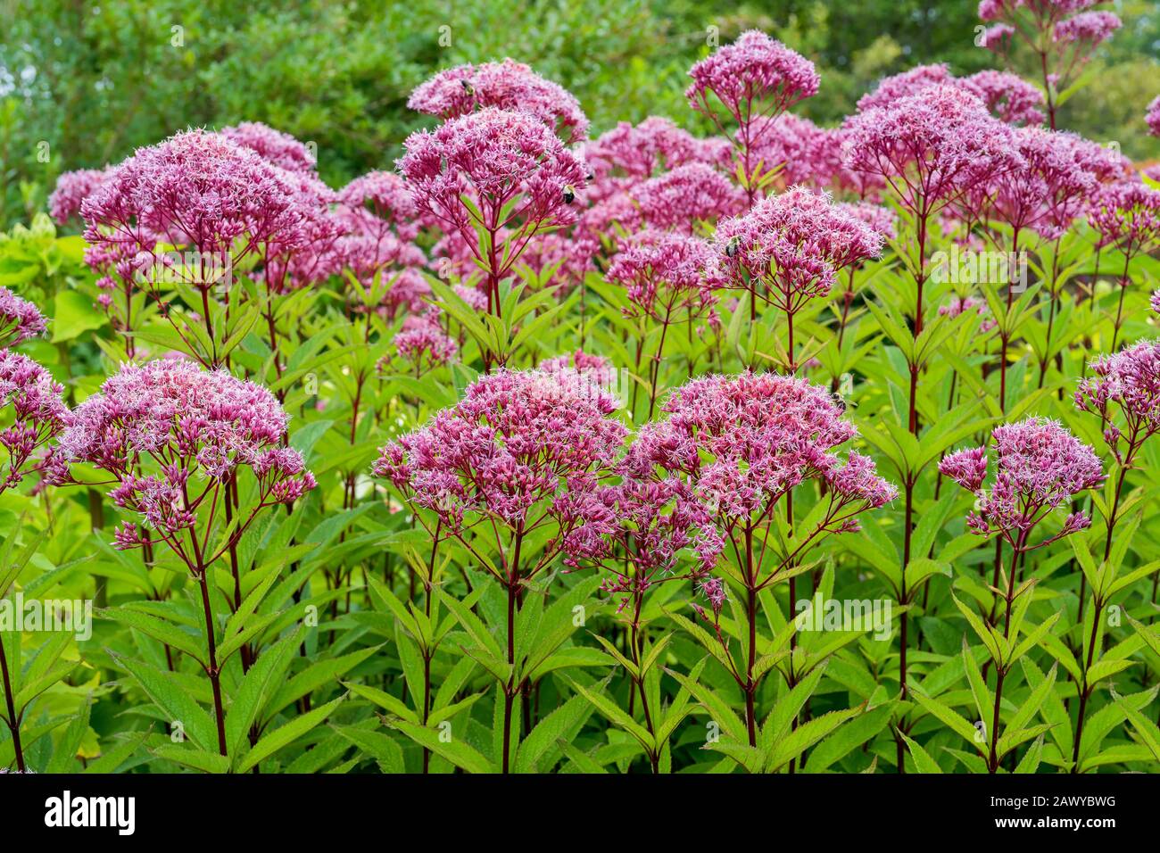 Joe Pye Weed a herbaceous wildflower growing in rural North America Stock Photo