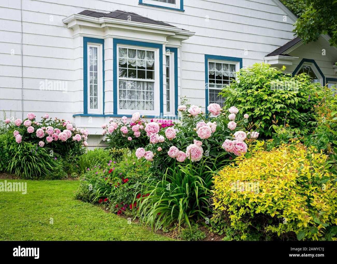Flower beds full of peonies in the home garden Stock Photo Alamy