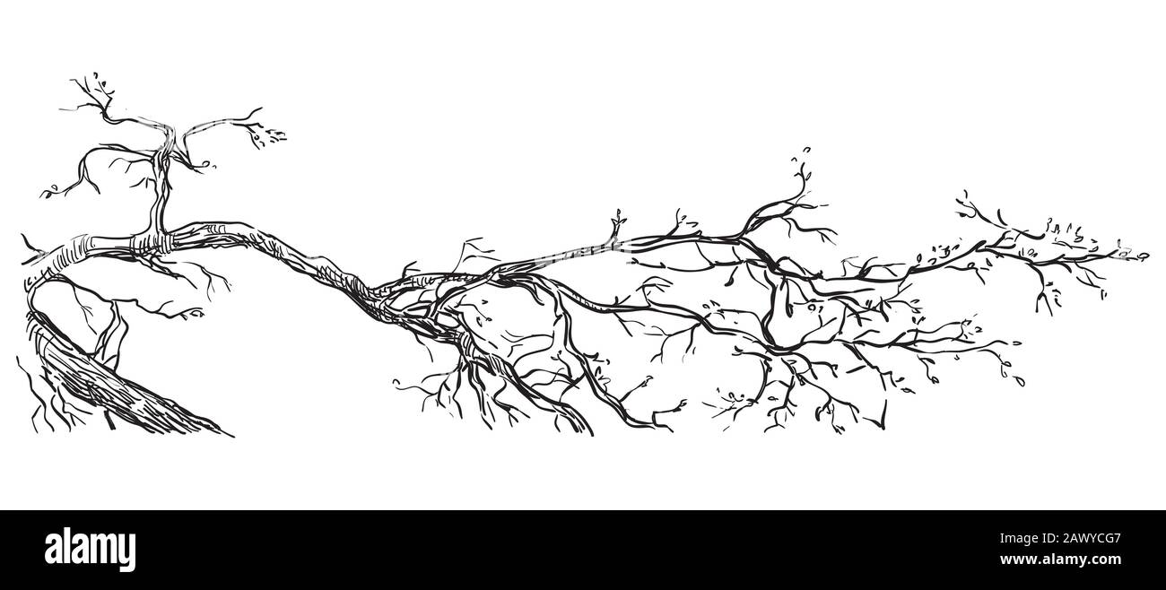 Tree branch with leaves Royalty Free Vector Image